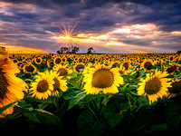 Sunflowers in Montague
