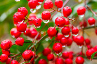 Holly Berries