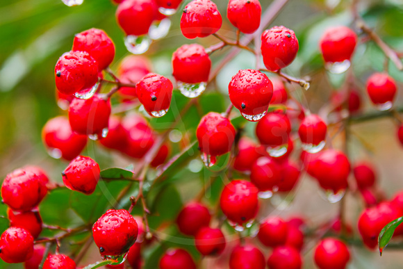 Holly Berries