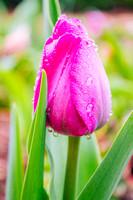 Tulip in the Rain