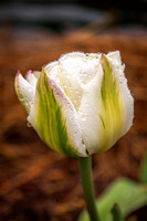 Tulip in the Rain