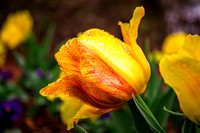 Tulip in the Rain