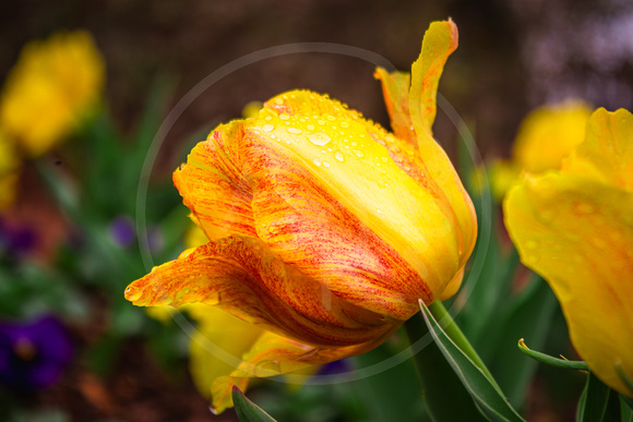 Tulip in the Rain