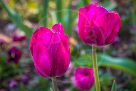 Tulips