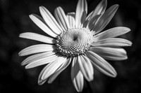 Black and White Daisies