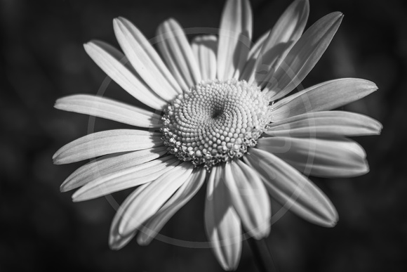 Black and White Daisies