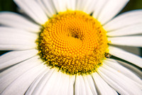 Daisy Closeup