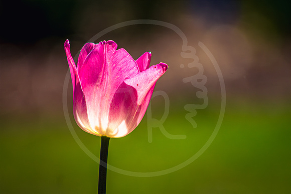 Pink Tulip