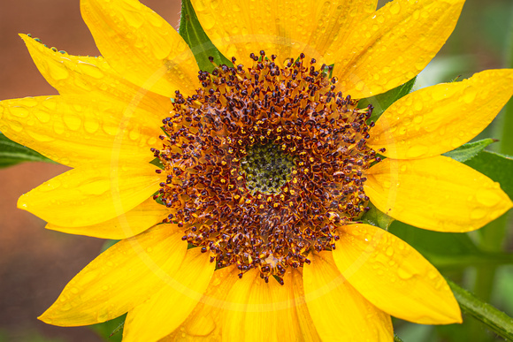 Sunflower in the Rain