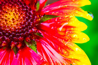 Gaillardia in the Rain