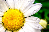 Daisies in the Rain