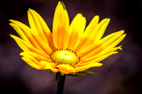 Yellow Daisy