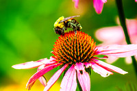 Bumblebee on a Flower