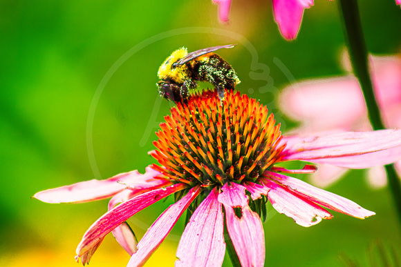 Bumblebee on a Flower