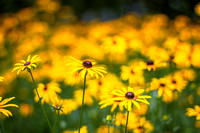 Blackeyed Susans