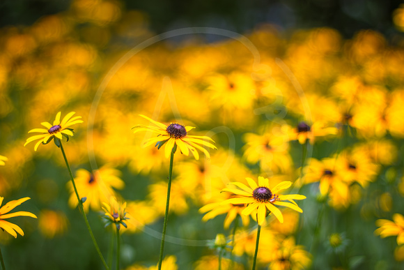 Blackeyed Susans