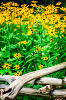 Blackeyed Susans