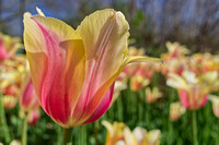 Tulip Time 2018