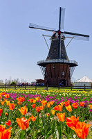 Tulip Time 2018