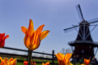 Tulip Time 2018