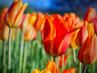 Tulip Time 2019