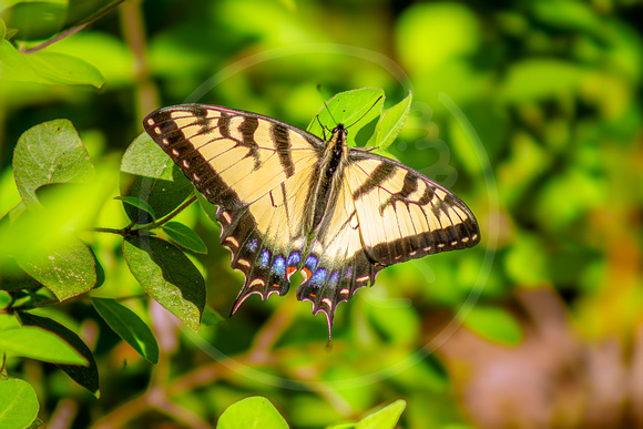 Yellow Swallowtail Butterfly